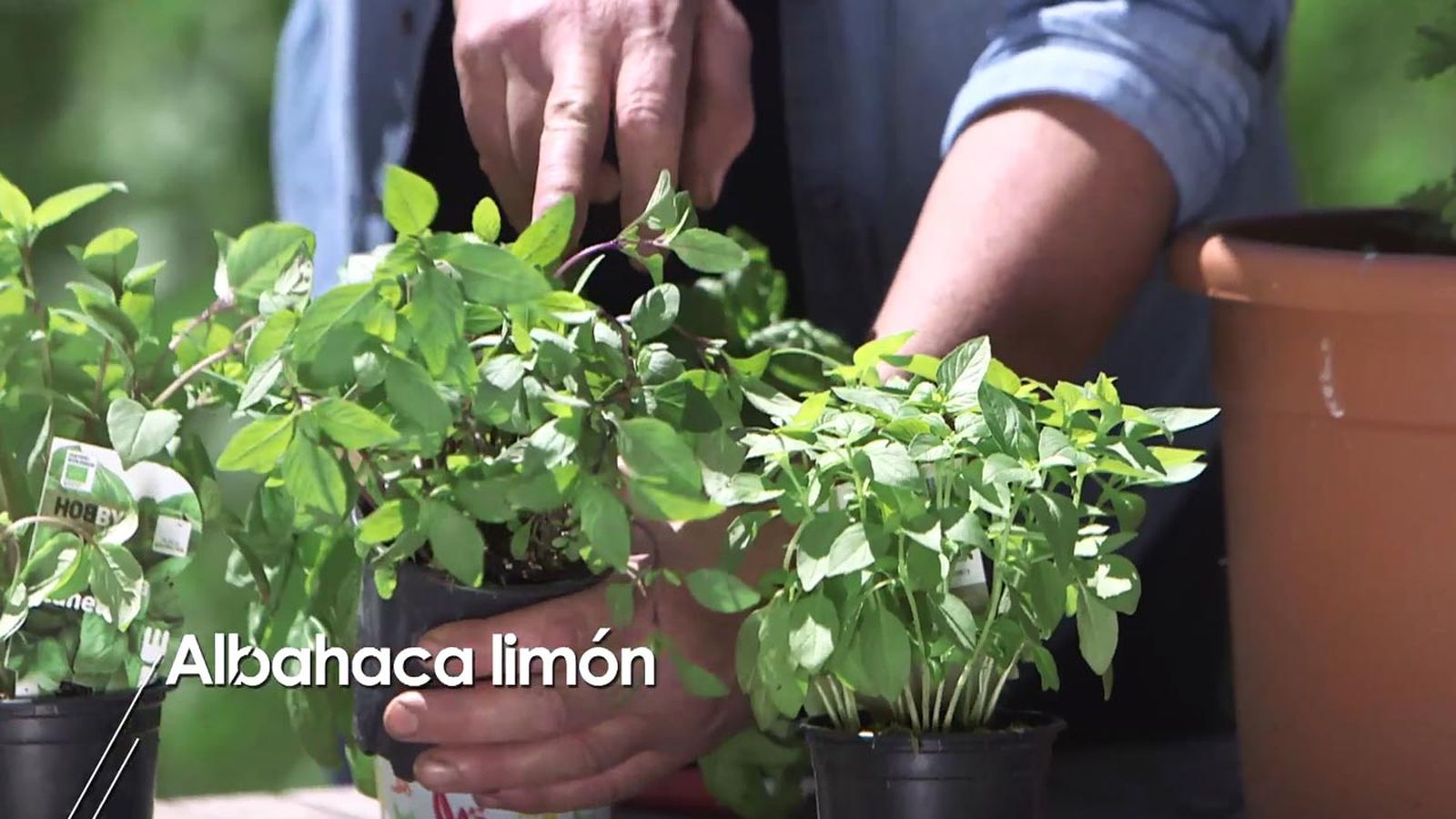 brico 998 jardineria albahaca limon