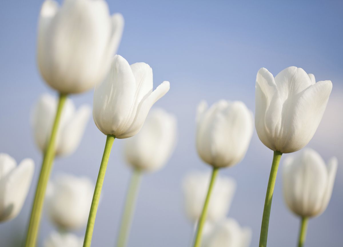 Tulipan spring green