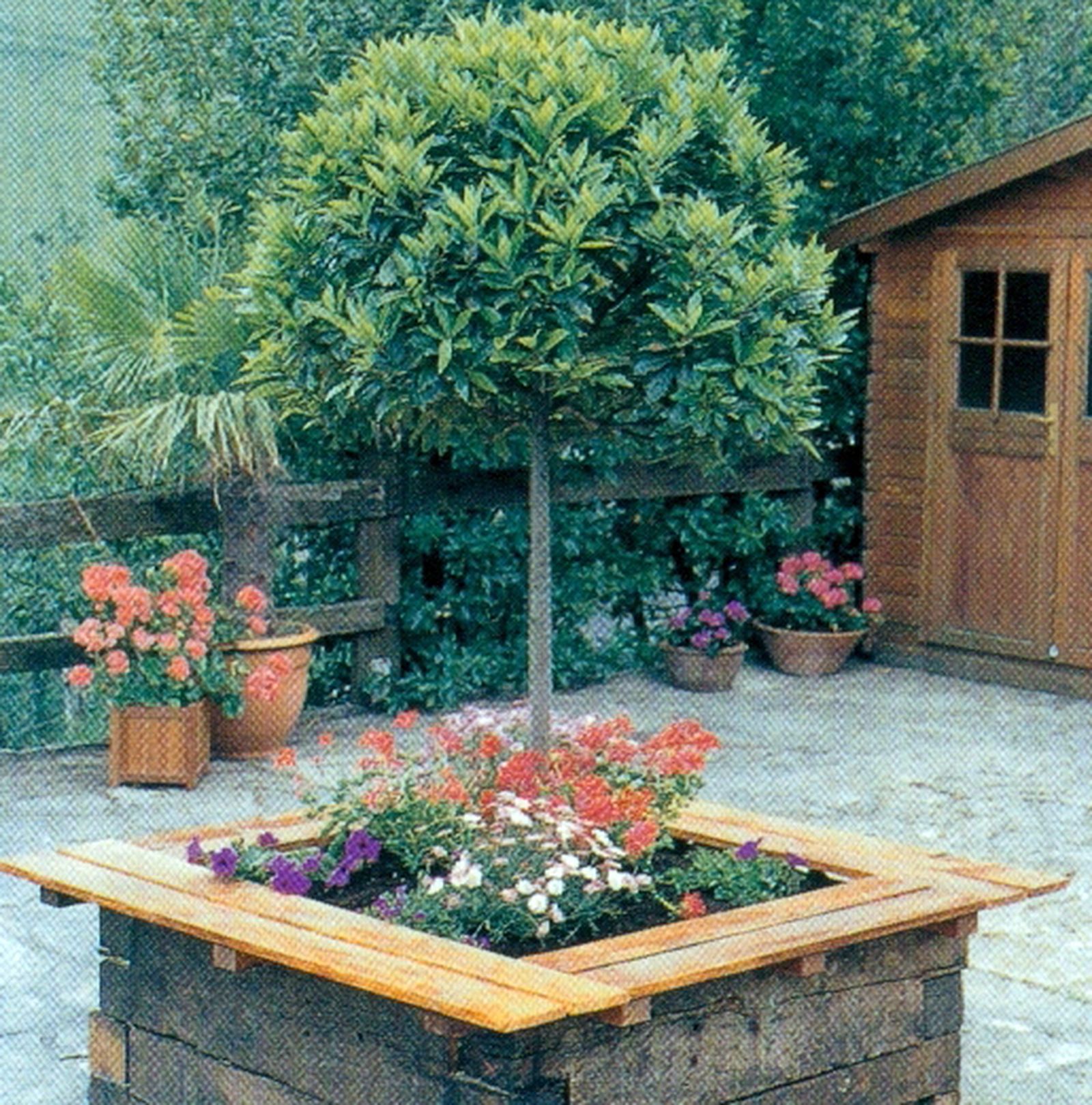 Plantar laurel, margaritas, geranios y surfinias en contenedor grande