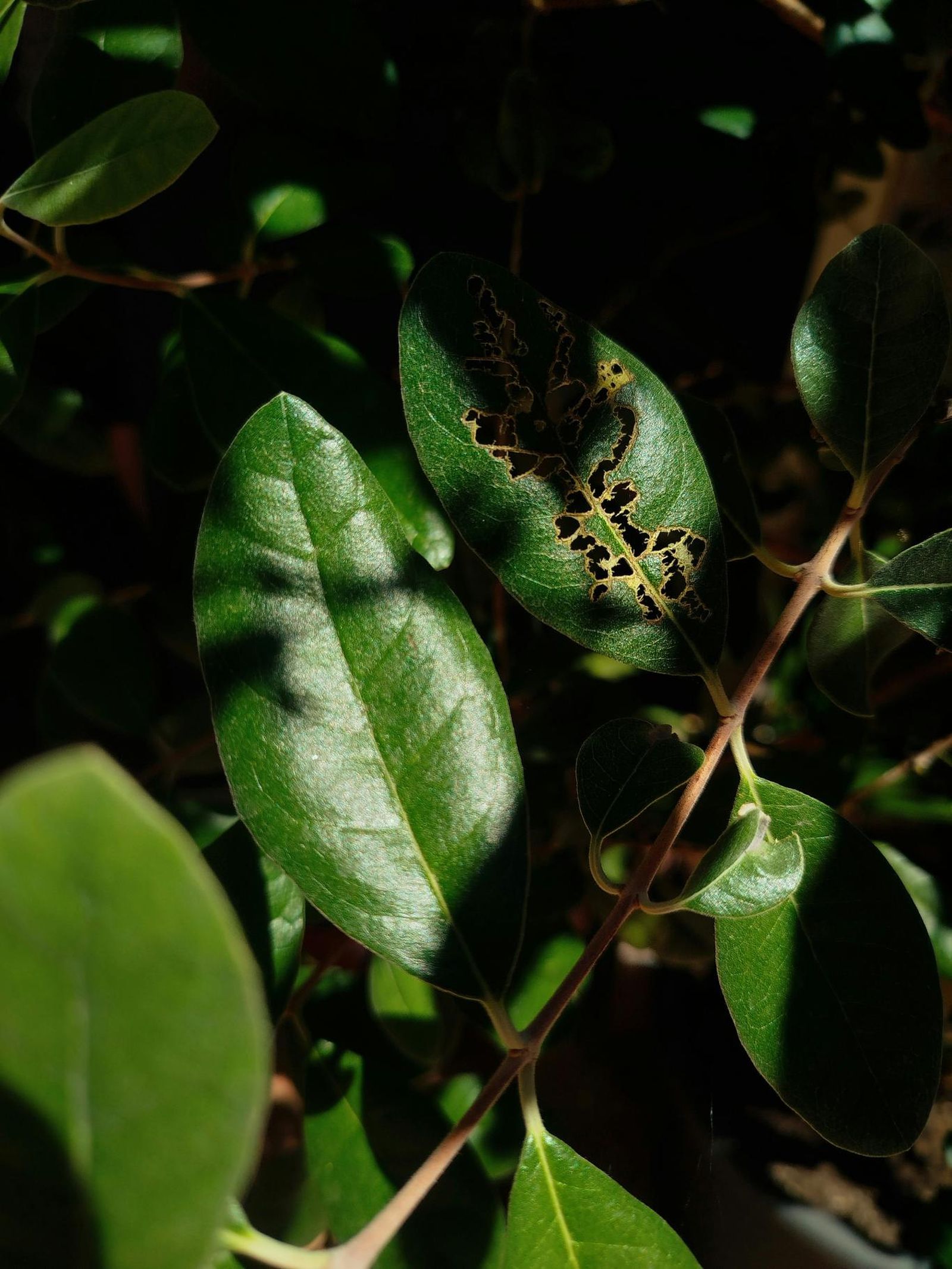 Planta con agujeros en las hojas por plaga de ácaros.