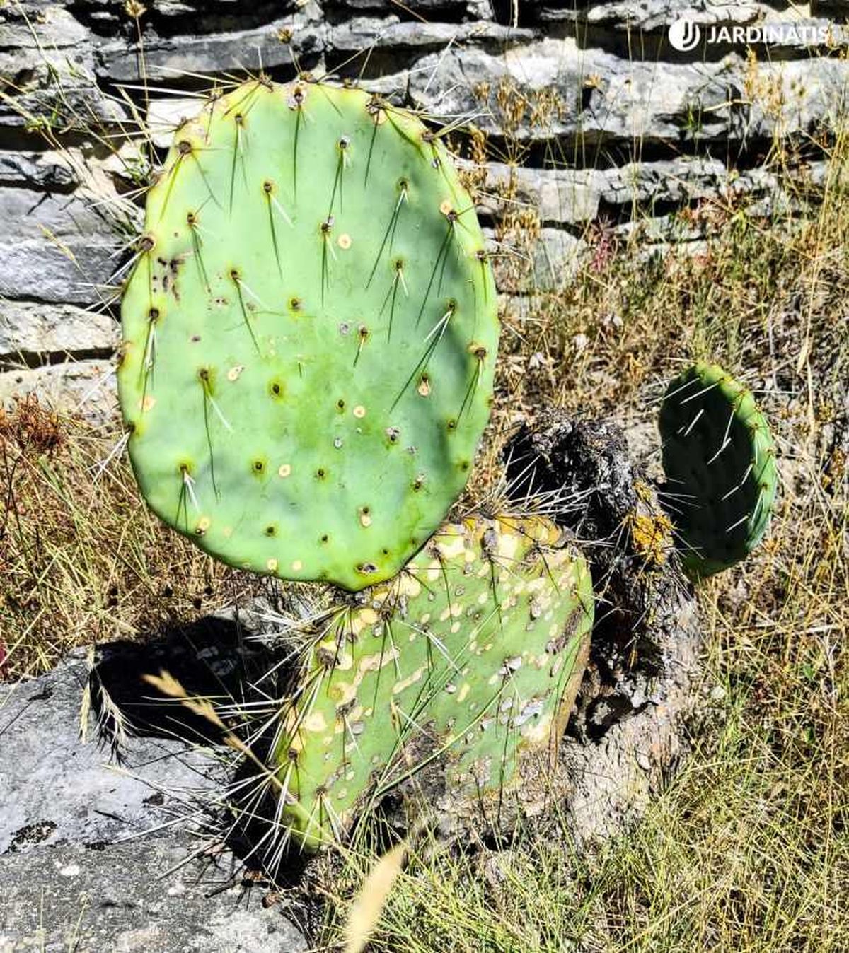 Cactus opuntia
