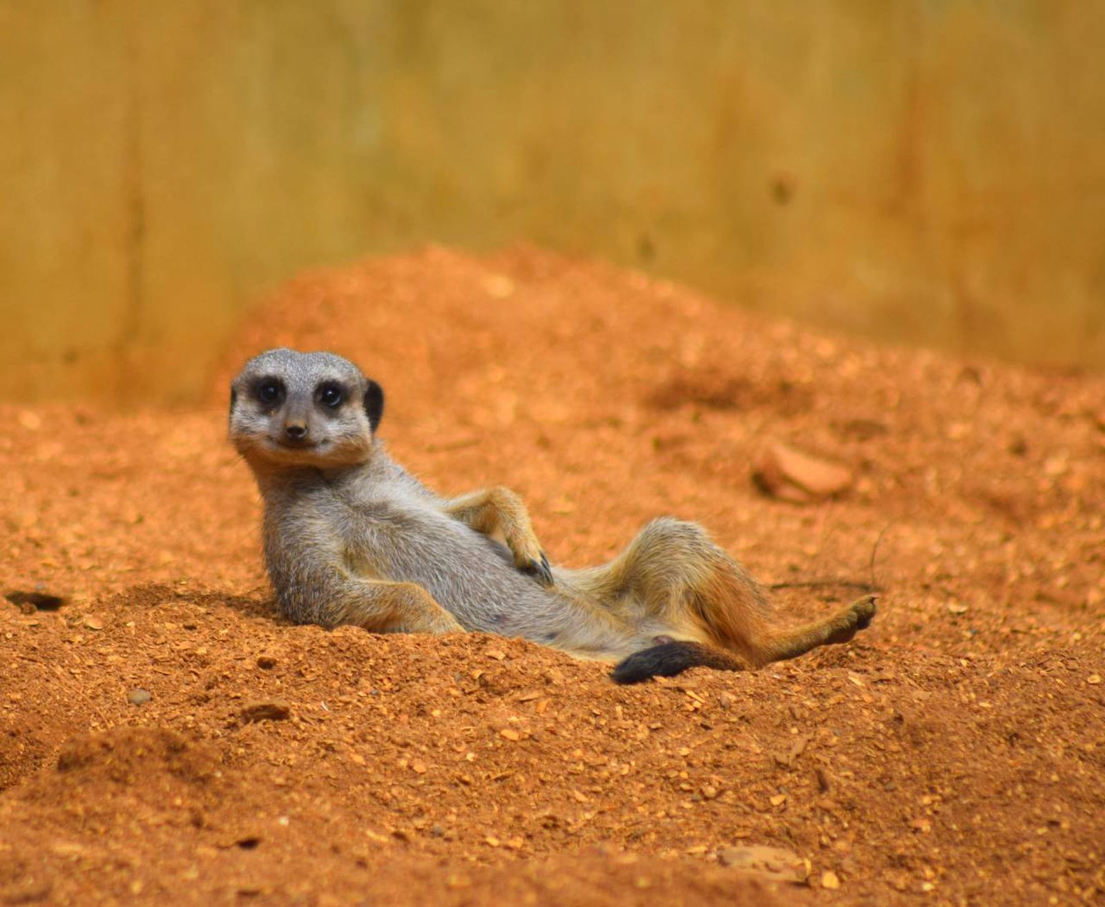 Por qué ciertos animales toman el sol y qué beneficio obtienen de ello.