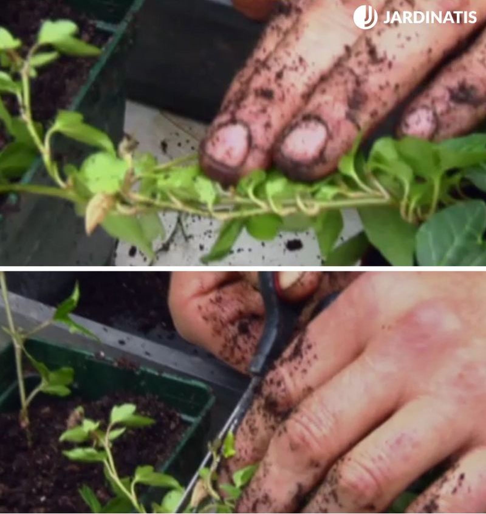 Separa el tallo de la planta madre