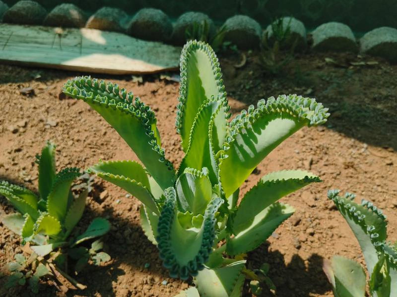 Kalanchoe daigremontiana. Kalanchoe daigremontiana.