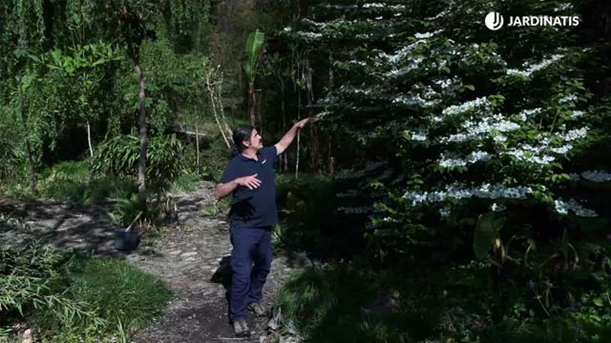 Viburnum plicatum mariesii ramas jardinatis 22 18