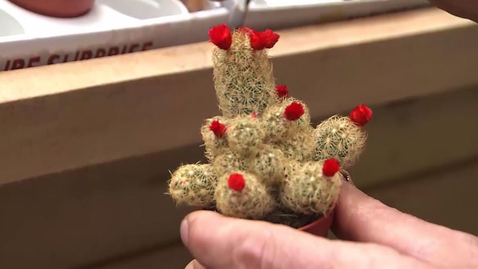 deco 565 plantas en miniatura cactus flores falsas deco 565 plantas en miniatura cactus flores falsas