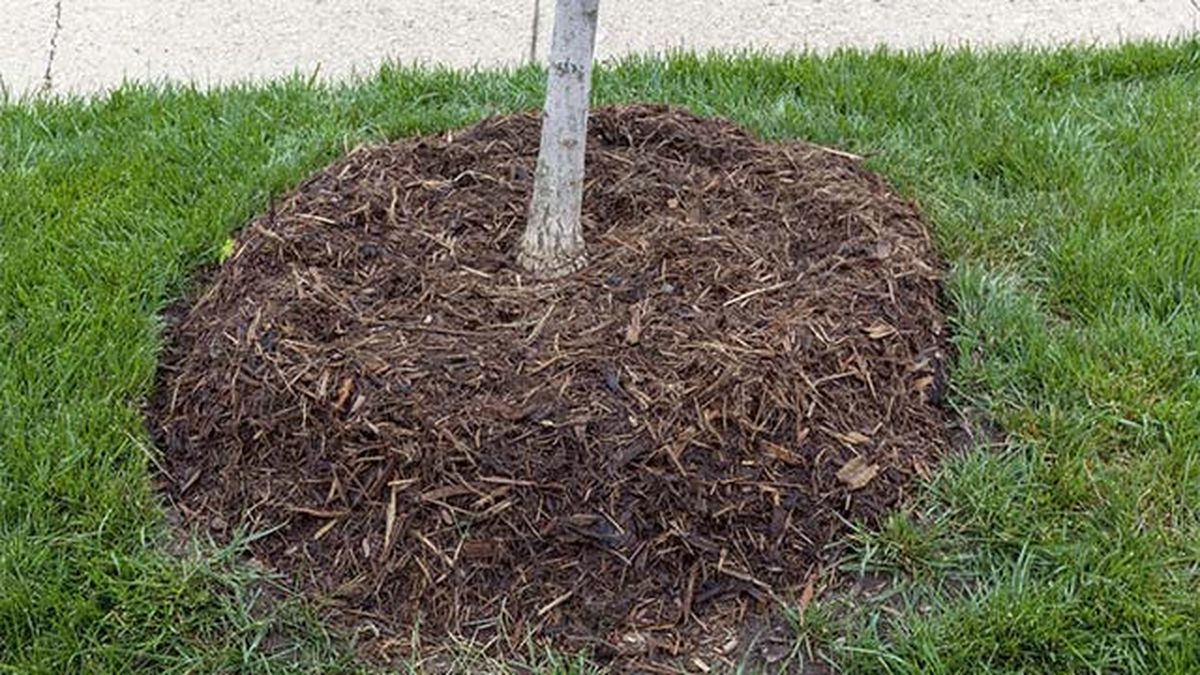mulch acolchamiento para arboles