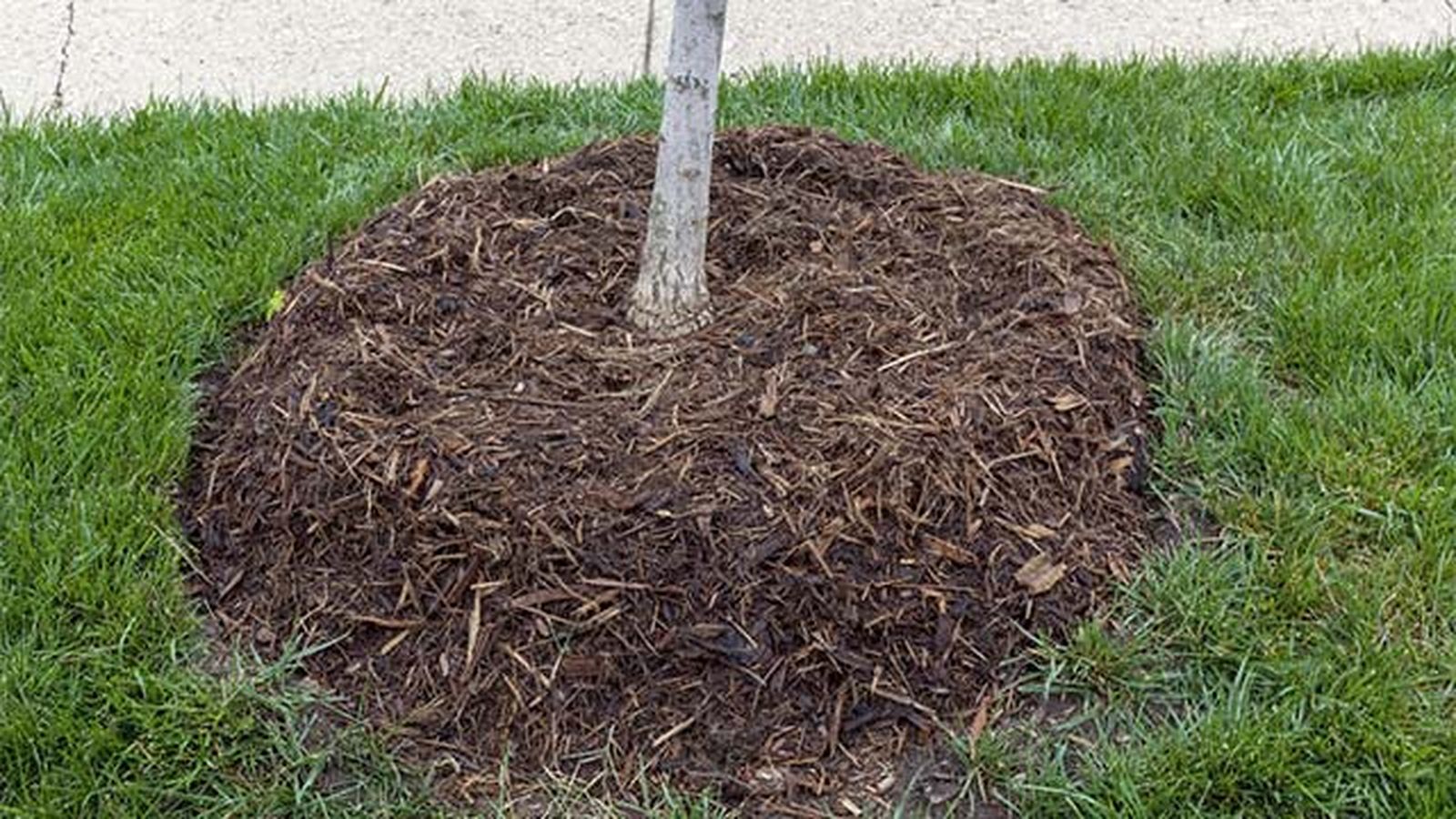 mulch acolchamiento para arboles mulch acolchamiento para arboles