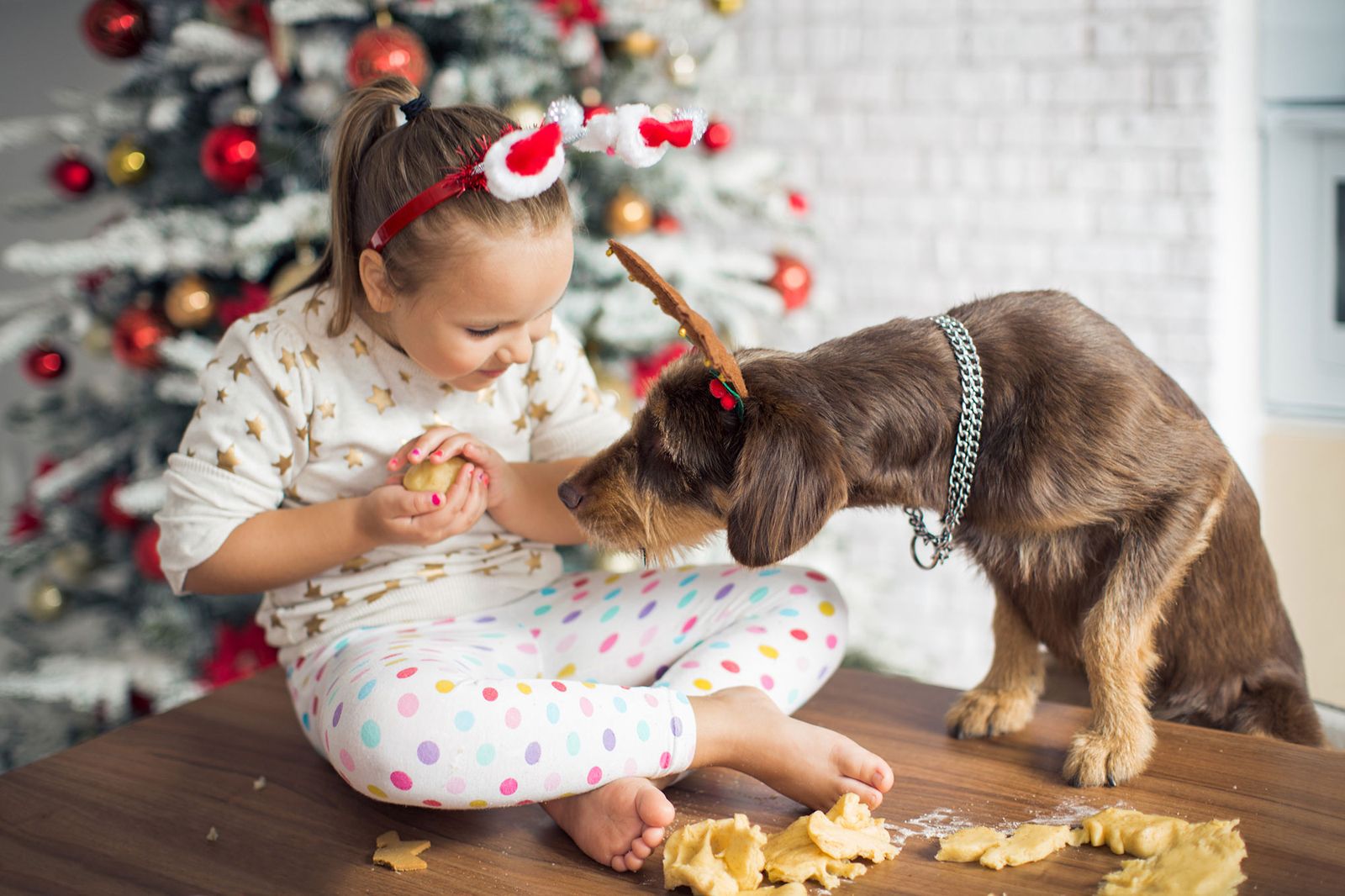 El turrón de chocolate y el champán contienen sustancias tóxicas para tu mascota. El turrón de chocolate y el champán contienen sustancias tóxicas para tu mascota.
