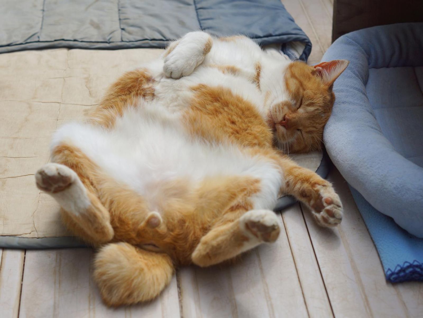 Gato naranja macho.