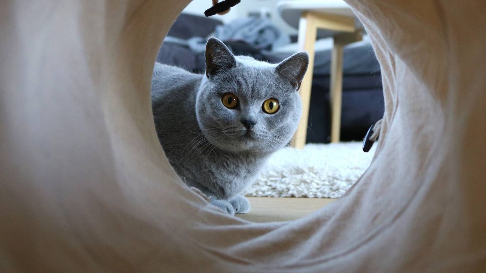 Ejercicios para mantener en forma a tu gato