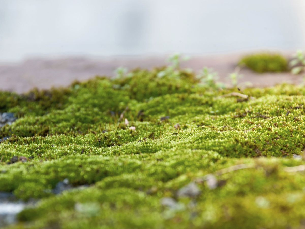 Jardín de musgos.