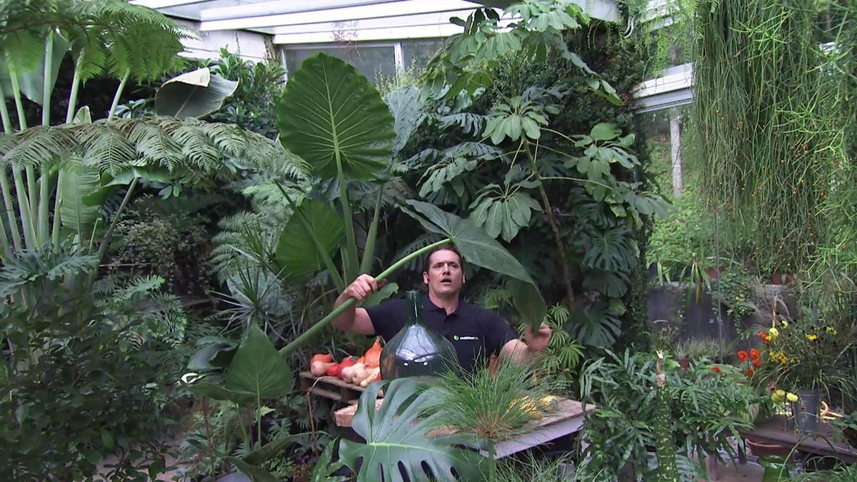 deco 750 jardin diferencia alocasias y colocasias