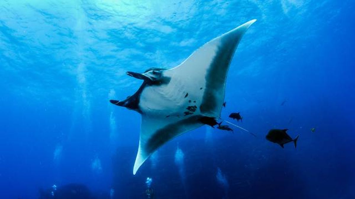 animales que empiezan por M manta raya