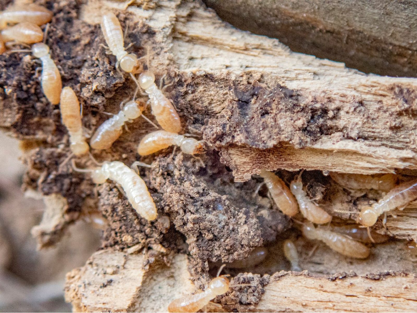 La xilofagia es la nutrición a partir de la madera La xilofagia es la nutrición a partir de la madera