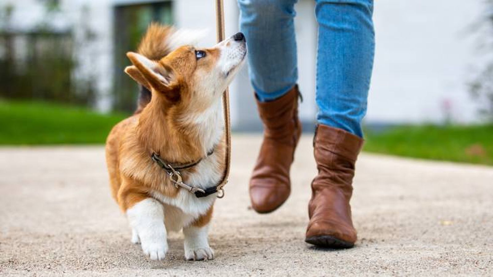 El primer paseo de un cachorro tiene que estar bien pensado El primer paseo de un cachorro tiene que estar bien pensado