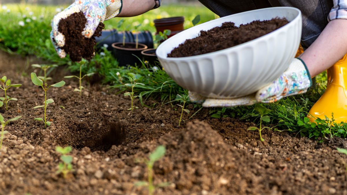 Una planta que nunca ha tenido que defenderse no sabe hacerlo cuando llega el problema