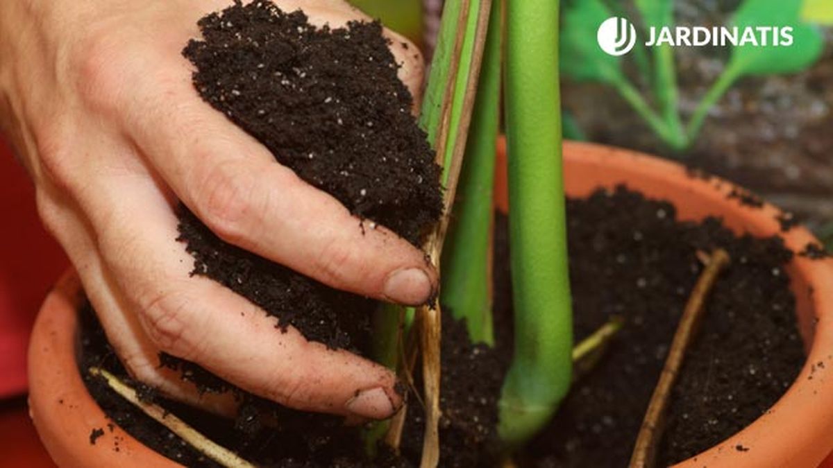 como reproducir la costilla de adan monstera deliciosa paso 4 brico 390 jardin
