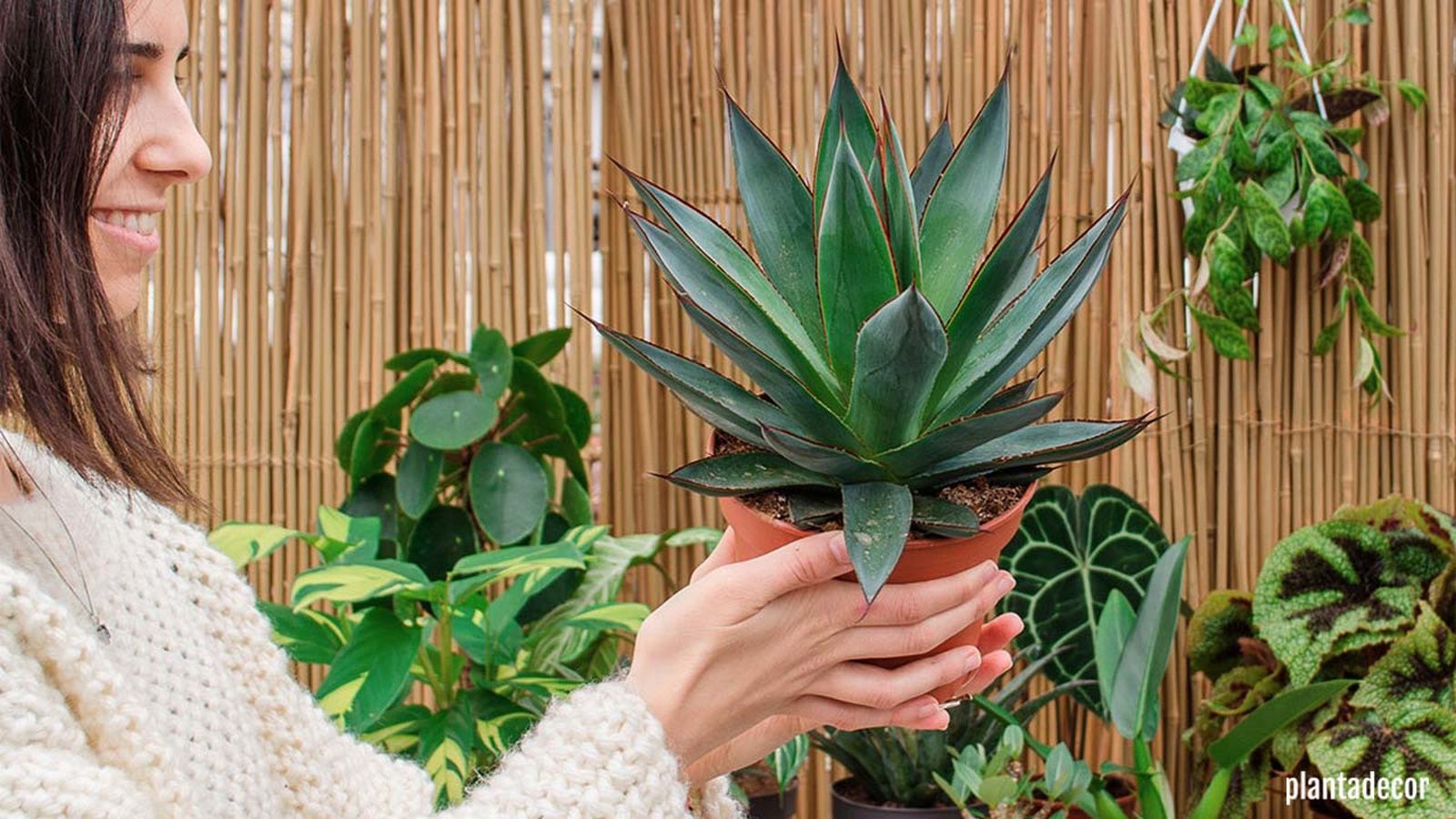 Agave Blue Glow