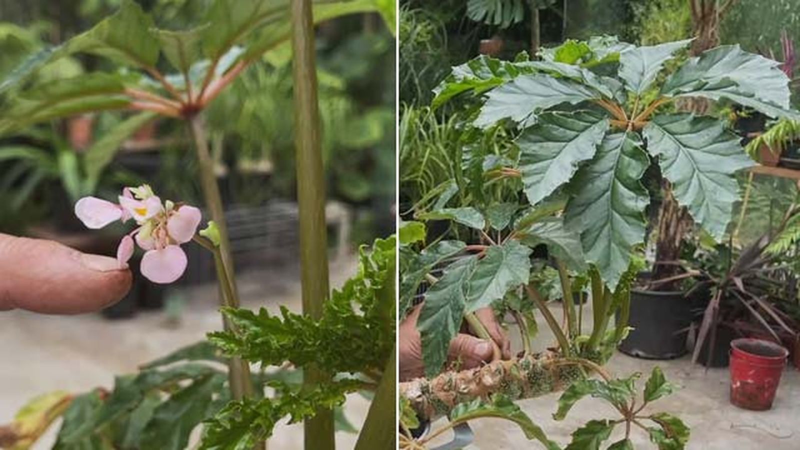 begonia carolineifolia highlander coleccion de inigo segurola jardinatis begonia carolineifolia highlander coleccion de inigo segurola jardinatis