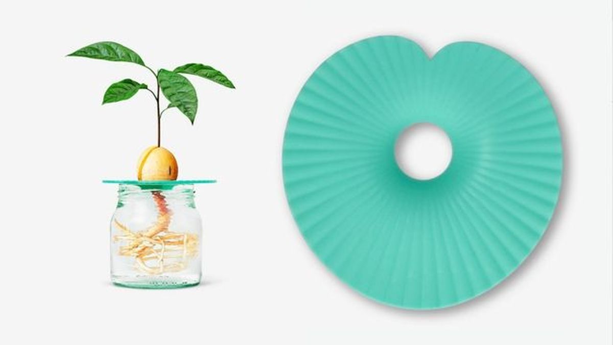 soporte de germinacion huesos de aguacate flyingtiger