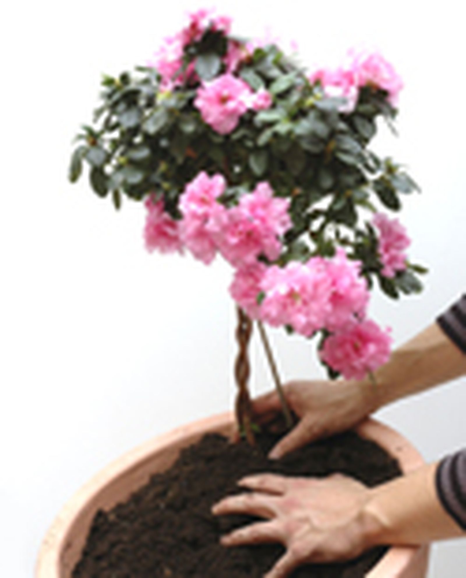 127505 azaleas p03