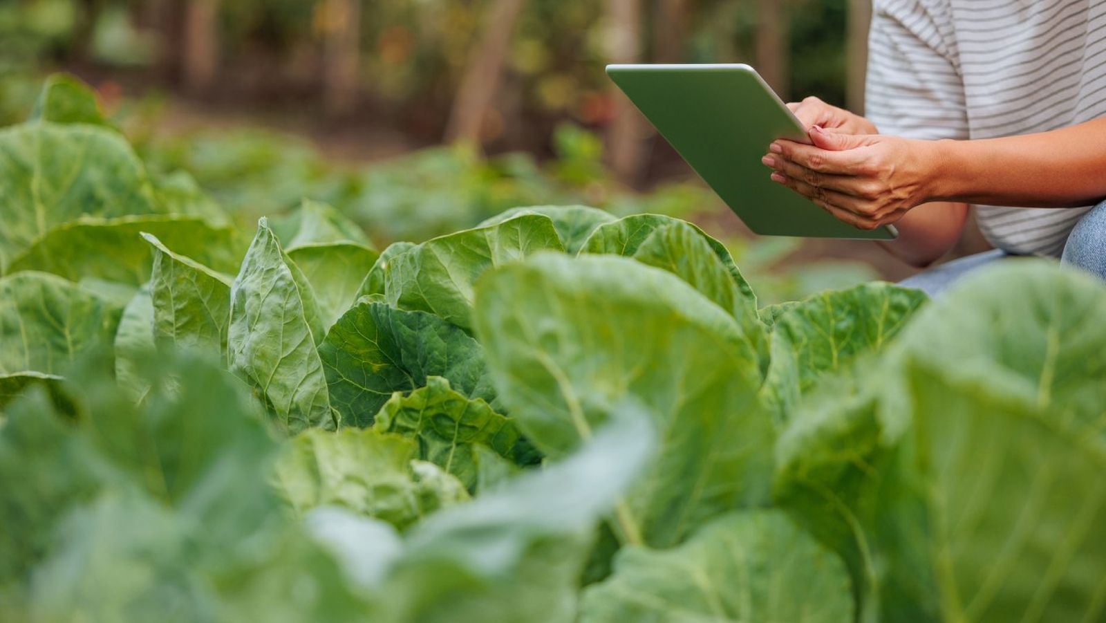 Determinar la distancia y disposición ideal entre las plantas es clave para el éxito del cultivo.