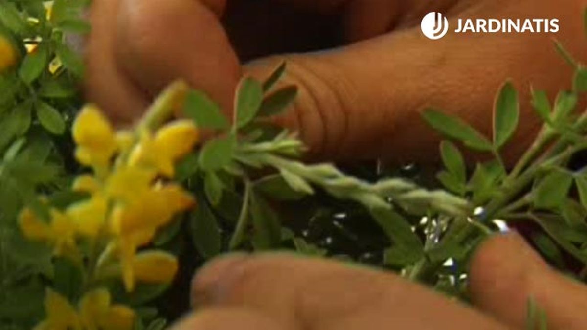 genista arbusto resistente a plagas p2