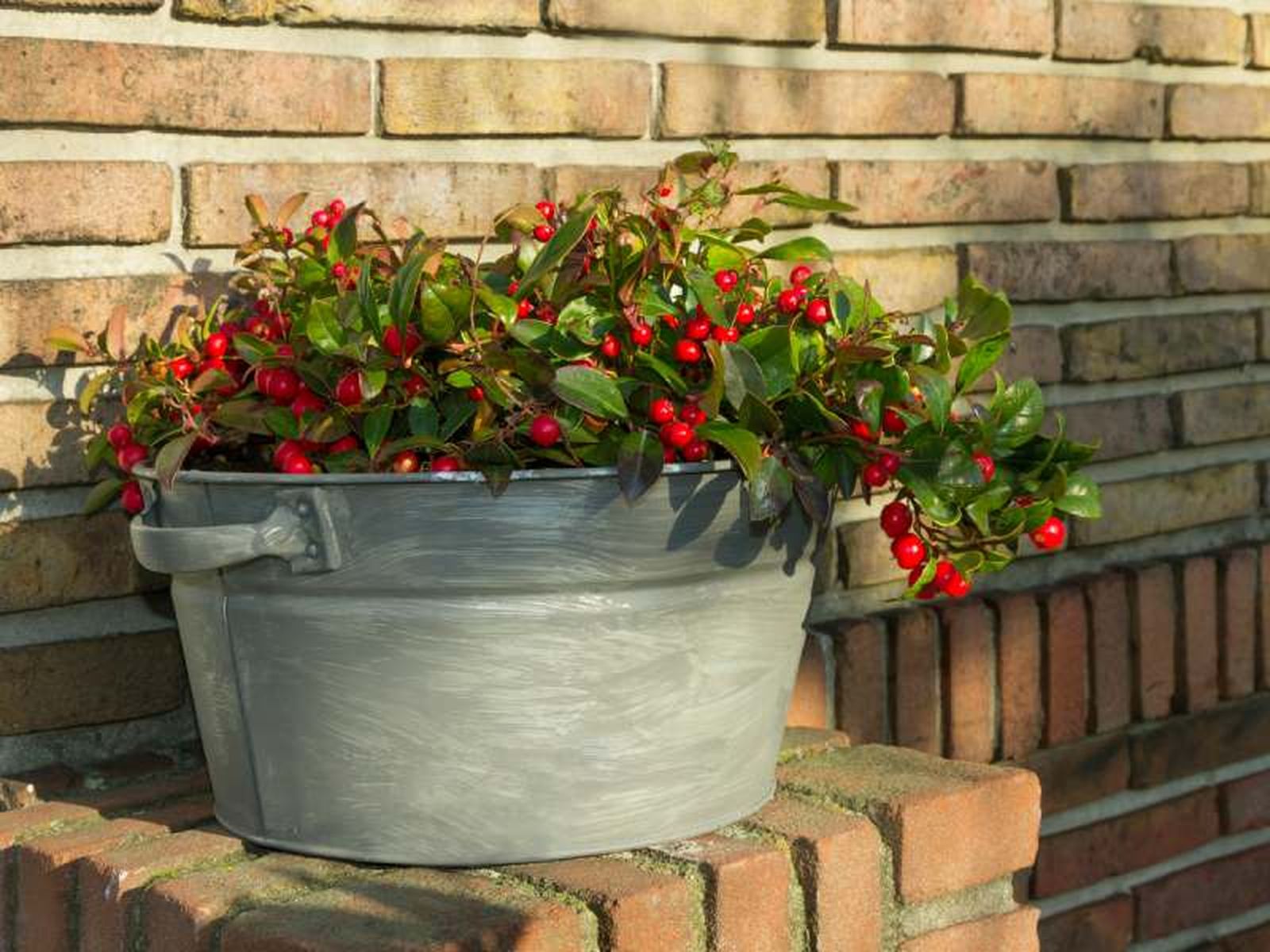 Gaultheria procumbens Gaultheria procumbens