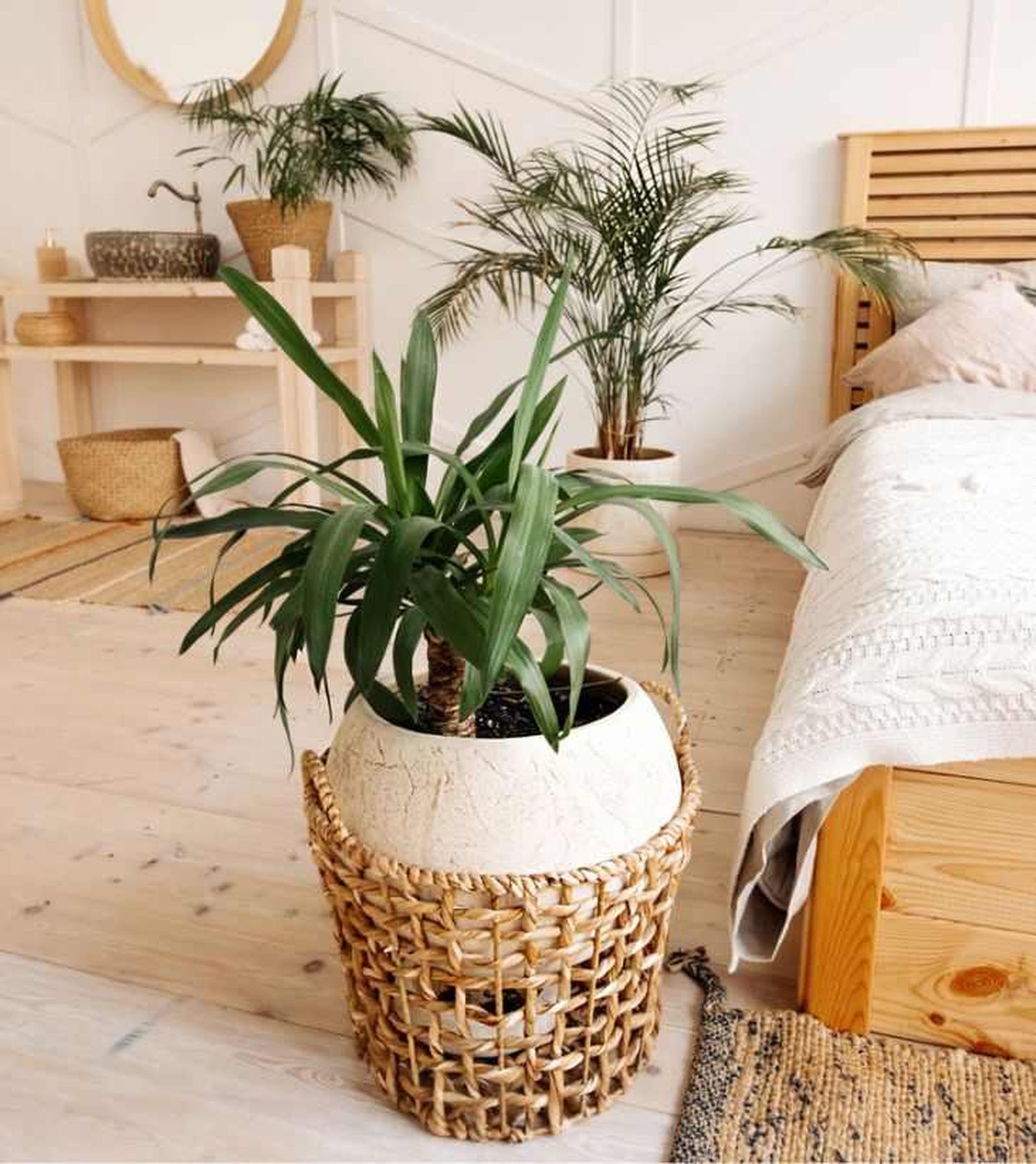 Yuca en habitación Yuca en habitación