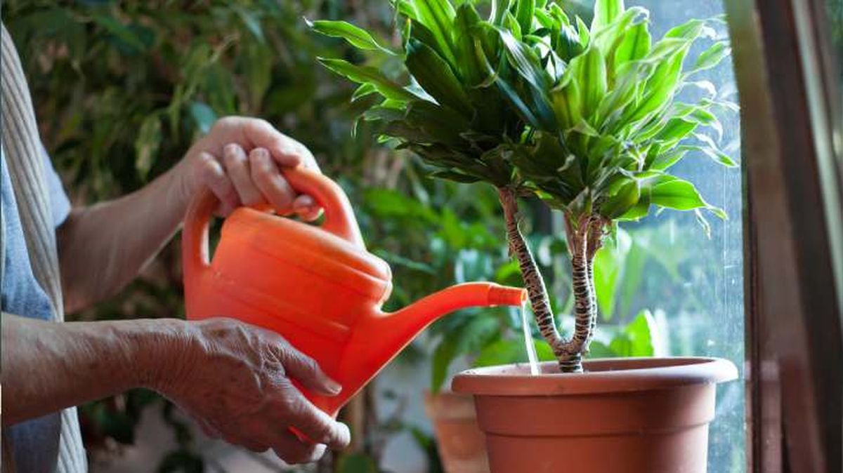 regar tierra macetas