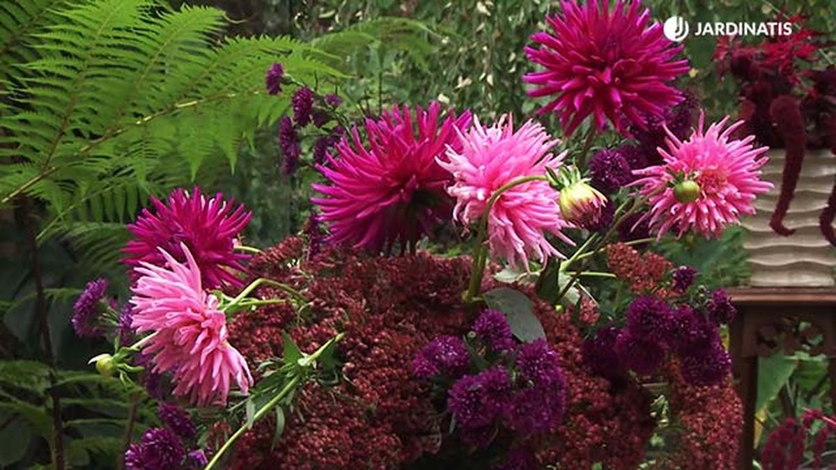 sedum spectabile dalias aster compuesto arreglo floral deco 747 jardineria