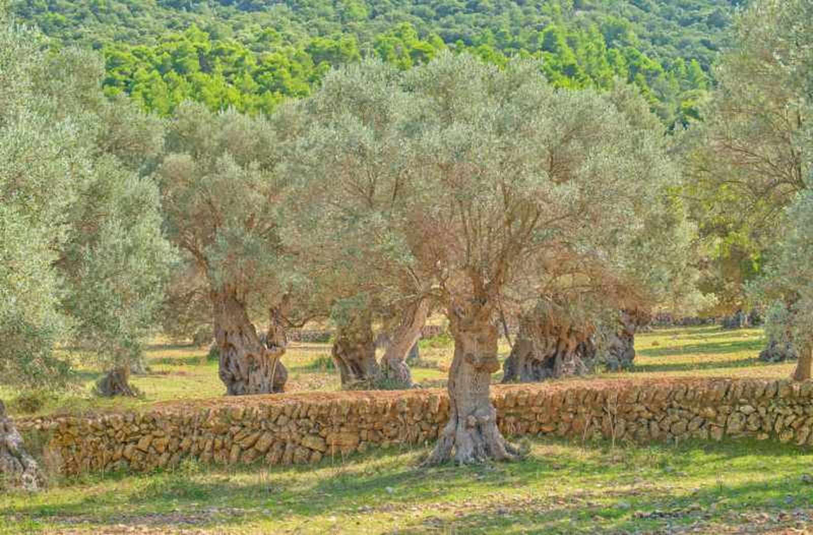 Olivos en Mallorca. Olivos en Mallorca.