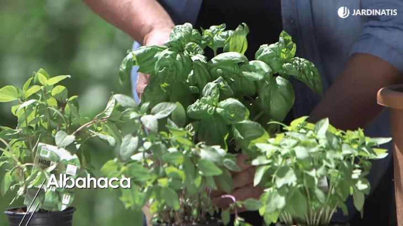Plantas de albahaca Plantas de albahaca