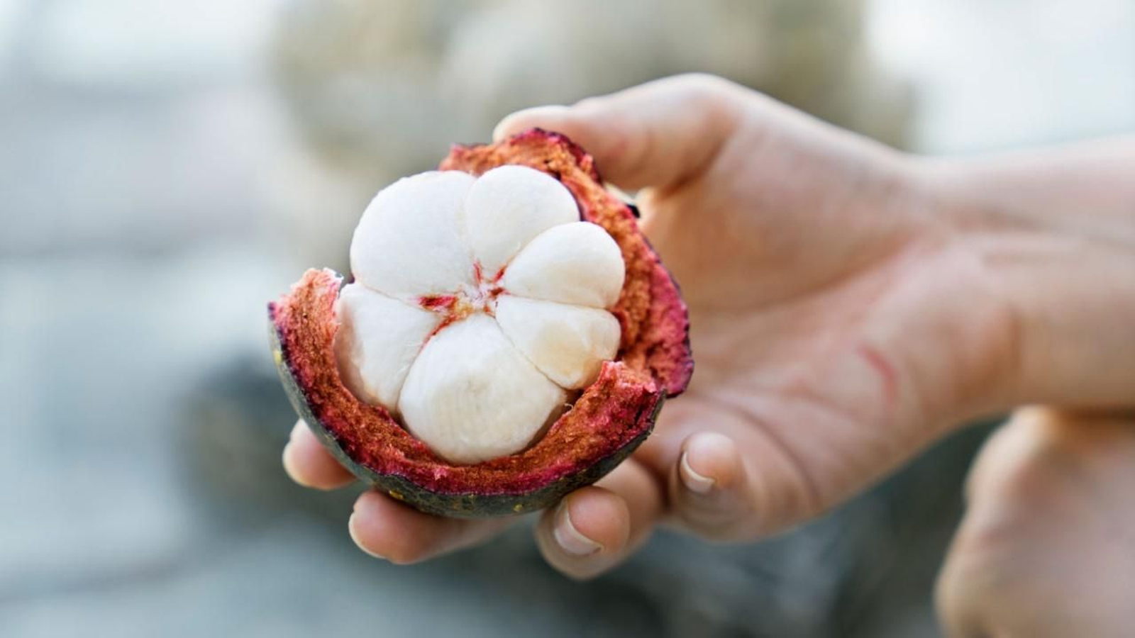 mangostan