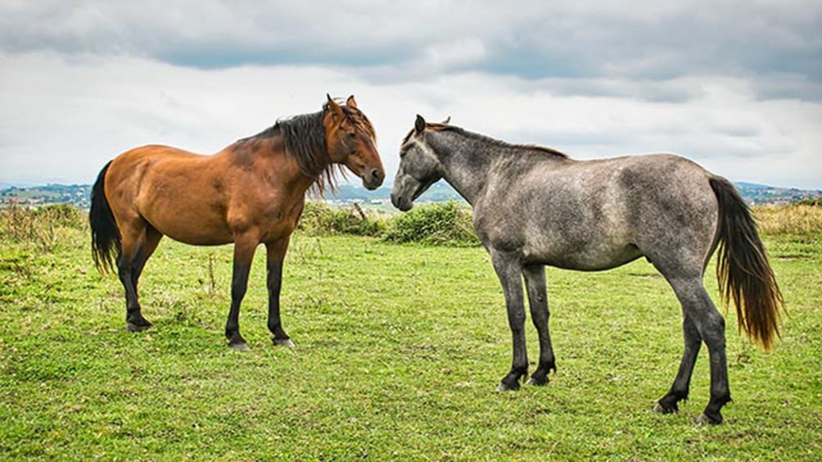Caballo Monchino Caballo Monchino