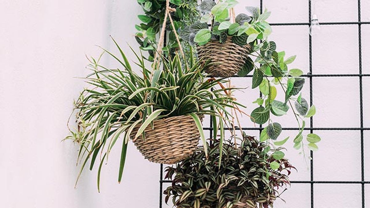 ideas decorar cestas mimbre plantas colgantes