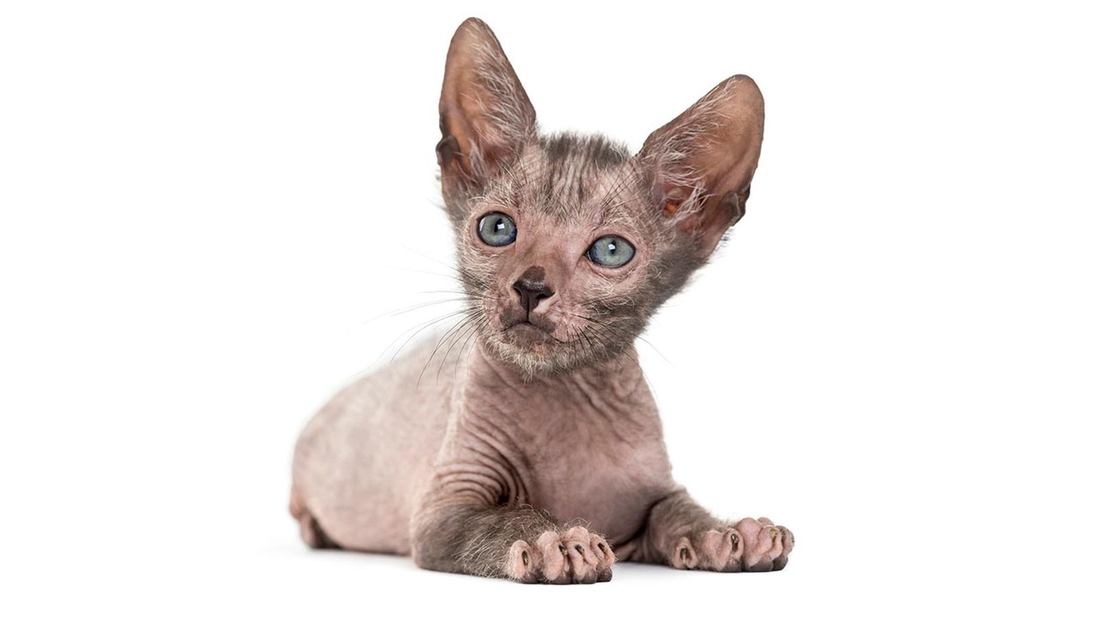 lykoi gato lobo 3 lykoi gato lobo 3