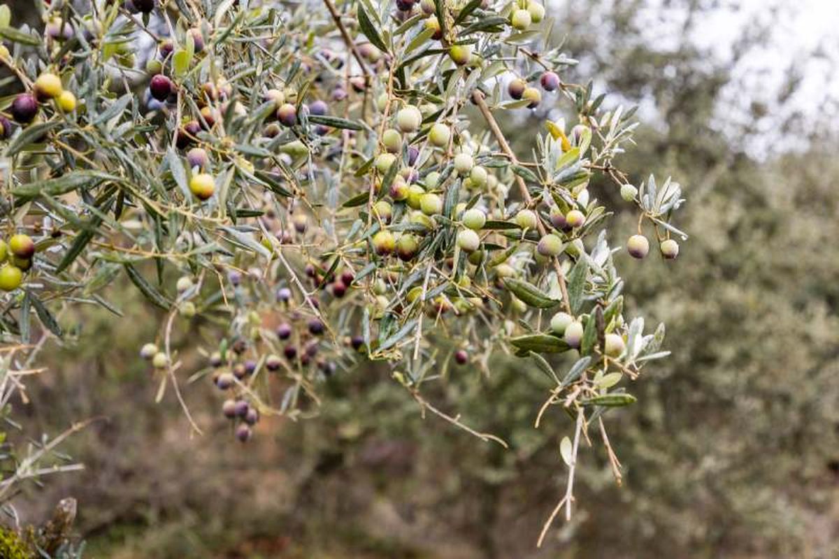 Árbol de olivo con frutos