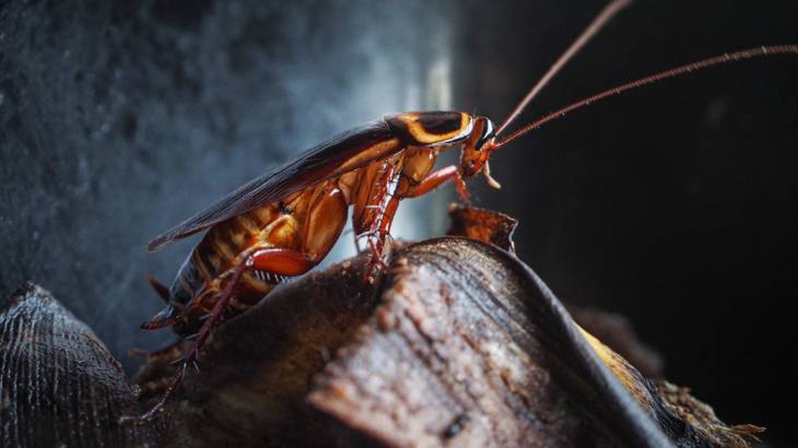 La cucaracha es uno de los insectos que mejor conocemos La cucaracha es uno de los insectos que mejor conocemos