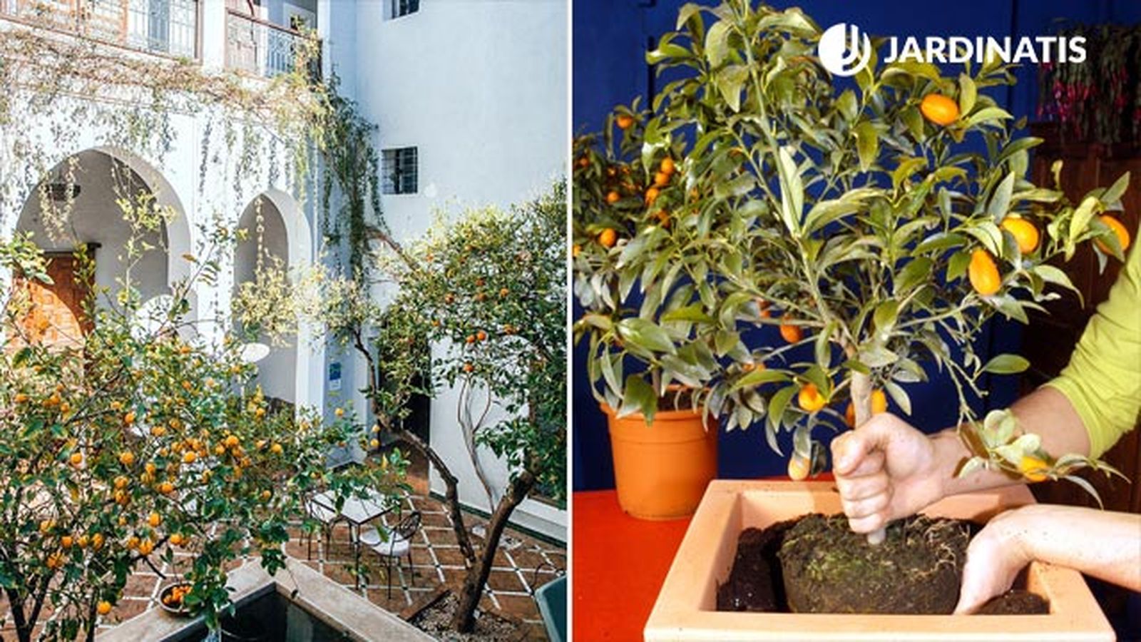 kumquat para patios de estilo andaluz kumquat para patios de estilo andaluz