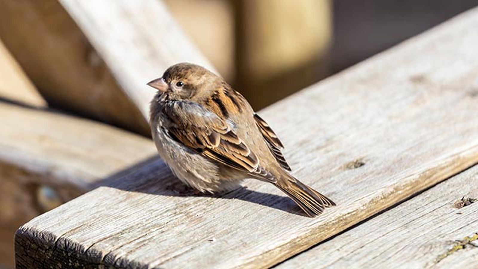 que hacer si encuentras polluelo huerfano 7 pajaro que hacer si encuentras polluelo huerfano 7 pajaro