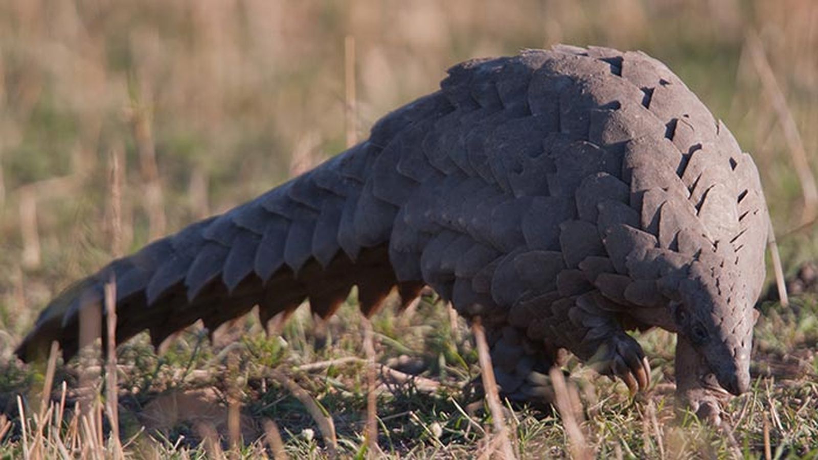 pangolin 6 pangolin 6