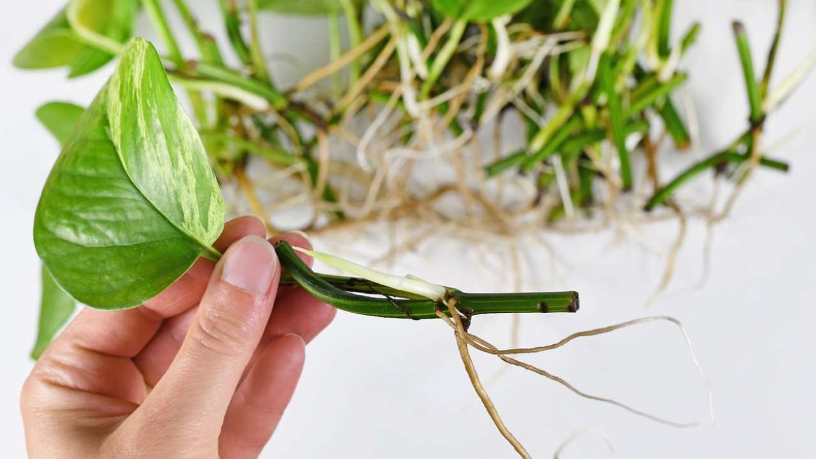 como enraizar plantas de forma efectiva xl