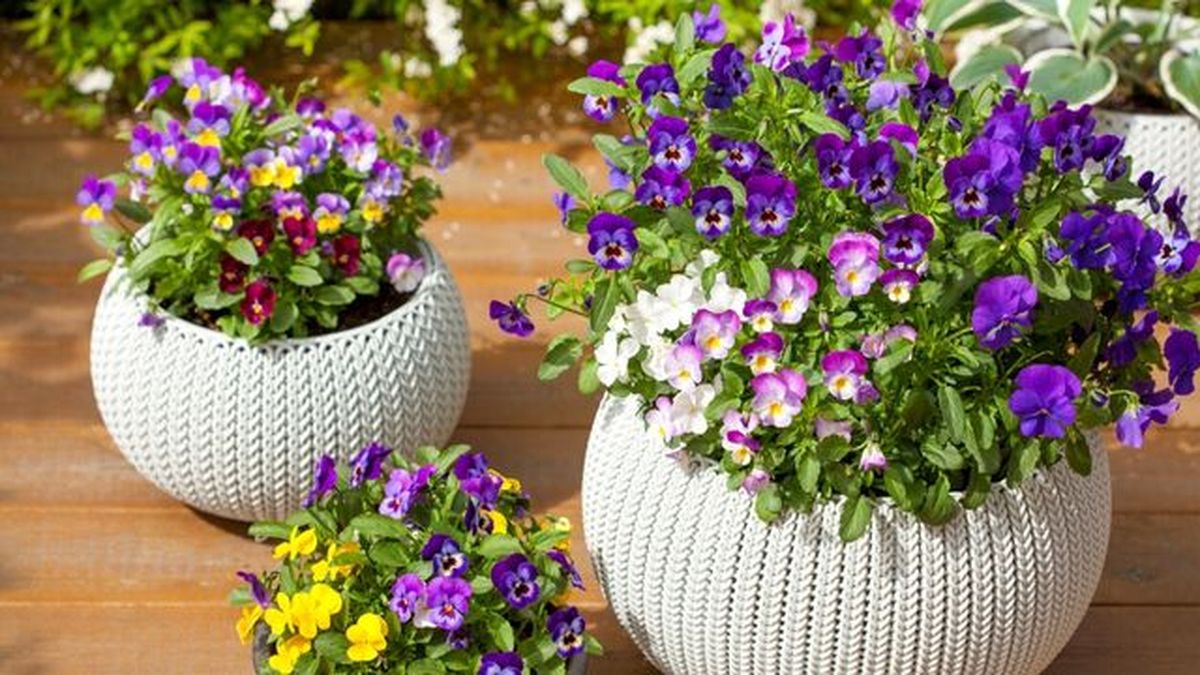 pensamientos planta exterior