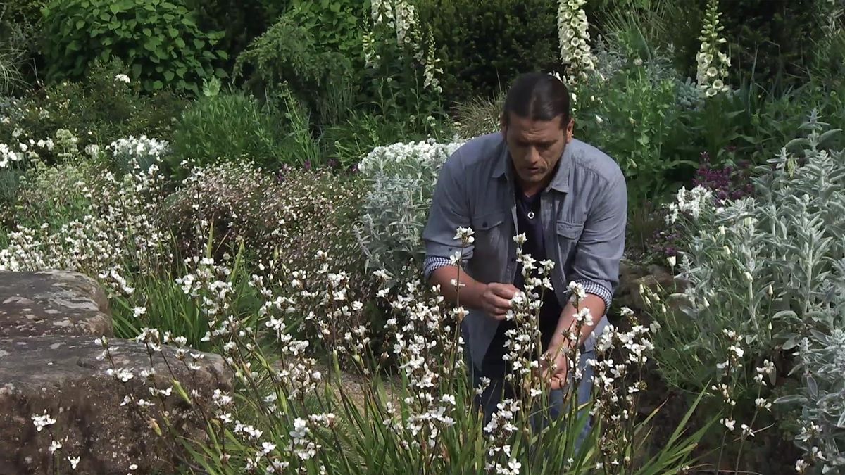 deco 736 jardineria libertia mata