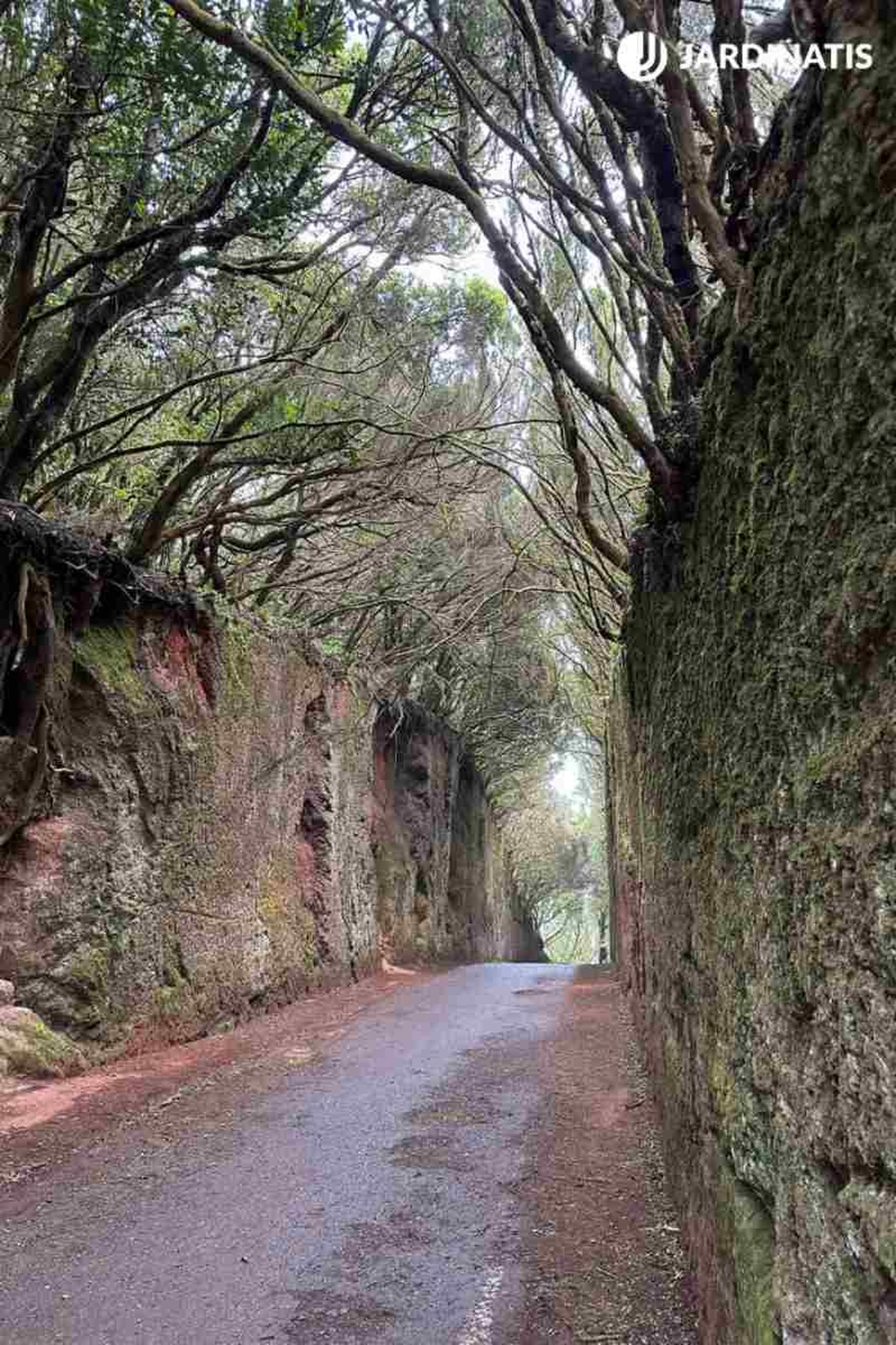 Túnel de las Hadas (Tenerife) Túnel de las Hadas (Tenerife)