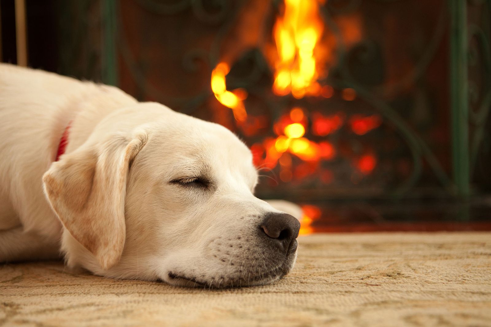 Una escapada a la naturaleza es el mejor regalo que le puedes hacer a tu mascota. Una escapada a la naturaleza es el mejor regalo que le puedes hacer a tu mascota.