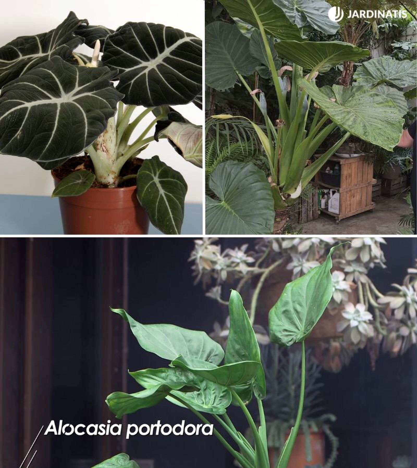De arriba a abajo: Alocasia Black Velvet",  Alocasia macrorrhiza y Alocasia portodora