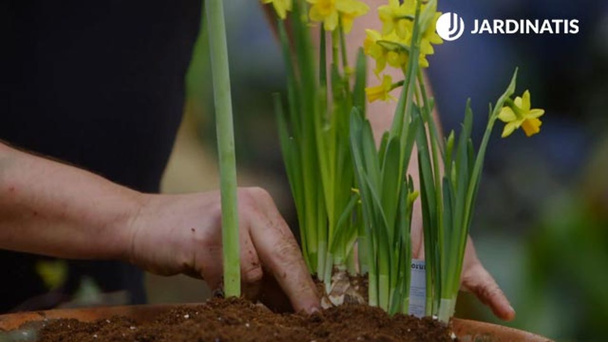 bulbos de narcisos brico 902 jardin